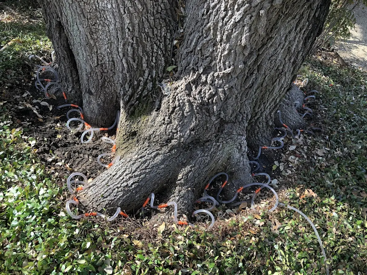 Detailed Tree Cabling and Bracing job site in Kingston